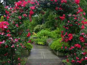 Картинка природа парк розы арка дорожка
