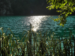 Картинка природа реки озера ветка камыши вода блики