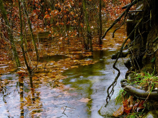 Картинка природа реки озера вода осень листья