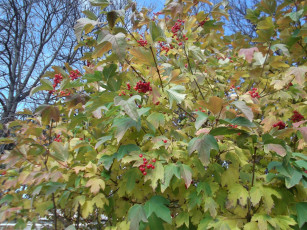 Картинка природа Ягоды листья ветки
