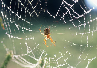 Картинка животные пауки паутина капли