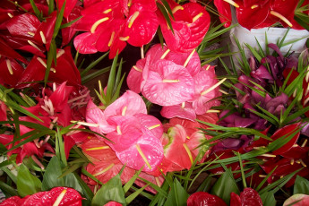 Картинка цветы антуриум цветок фламинго розовые лиловые красные