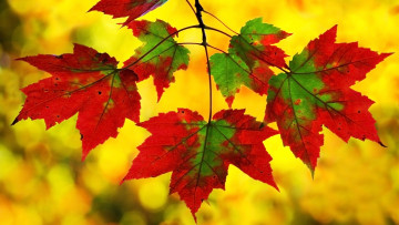Картинка природа листья осень жёлтый ветка клён