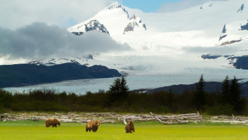 Картинка животные медведи красота трава горы пейзаж