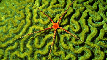 Картинка животные морские звёзды  обитатели дно море