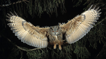 Картинка животные совы ночь полёт ветки