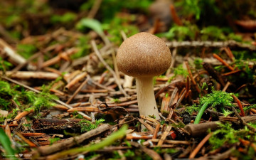 Картинка природа грибы мох хвоя