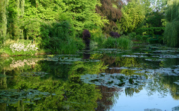 Картинка природа парк пруд мостик цветы