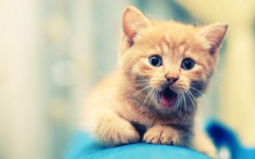 Картинка животные коты рыжий котёнок удивление