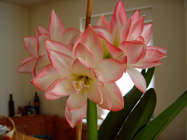 Обои картинки фото амариллис, цветы, амариллисы, гиппеаструмы, бело-розовый, нежный
