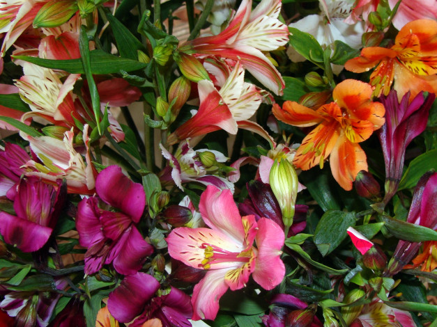 Обои картинки фото цветы, альстромерия, много, лиловые, оранжевые, розовые