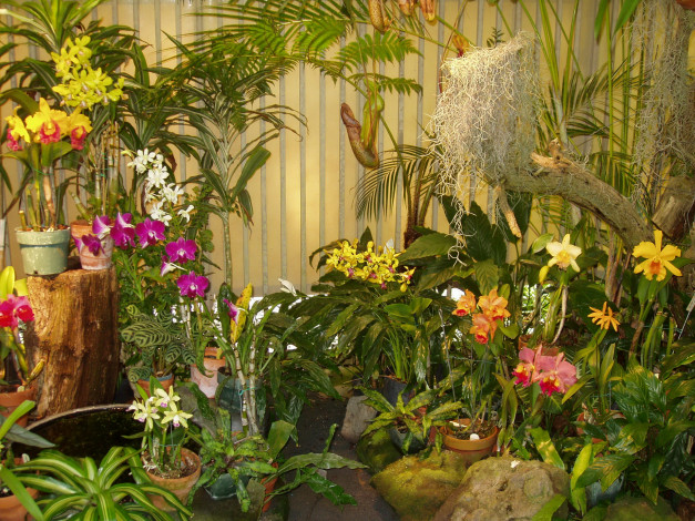 Обои картинки фото цветы, орхидеи, пальмы