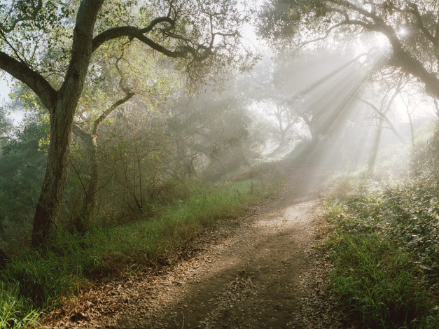 Обои картинки фото природа, дороги, утро, лес, туман