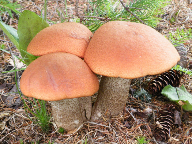 Обои картинки фото природа, грибы, шишки, трио, еловая, ветка