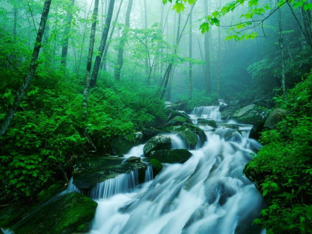 Обои картинки фото природа, реки, озера, зелёный, ручей, лес