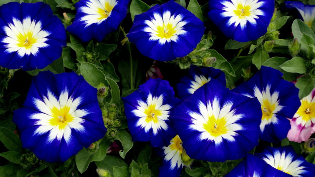 Обои картинки фото цветы, вьюнки, ипомеи, белый, внутри, синего