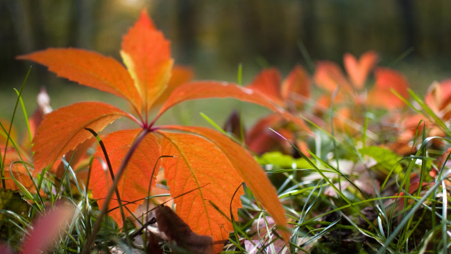 Обои картинки фото природа, листья, оранжевый, лист, трава
