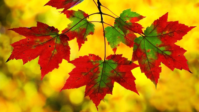 Обои картинки фото природа, листья, осень, жёлтый, ветка, клён