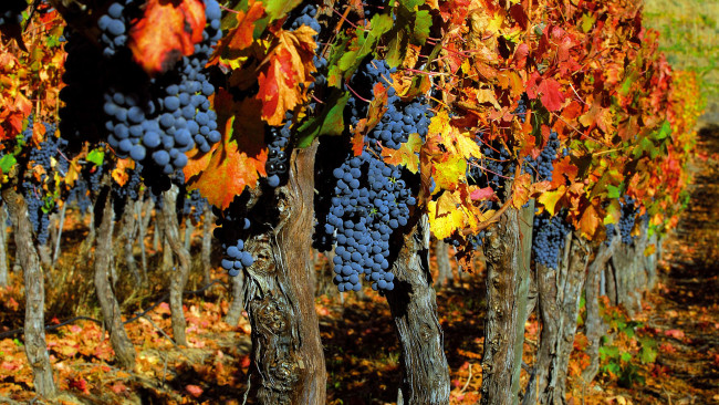 Обои картинки фото природа, Ягоды, виноград, урожай, осень