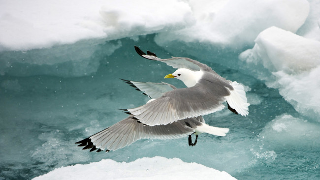 Обои картинки фото животные, Чайки, бакланы, крачки, лёд, чайки, вода