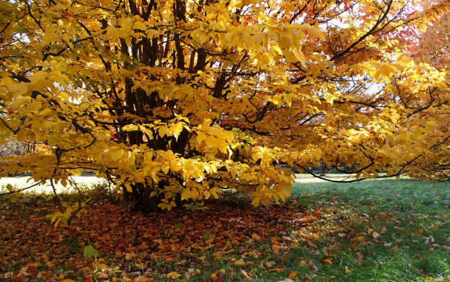 Обои картинки фото природа, деревья, осень, трава, листья