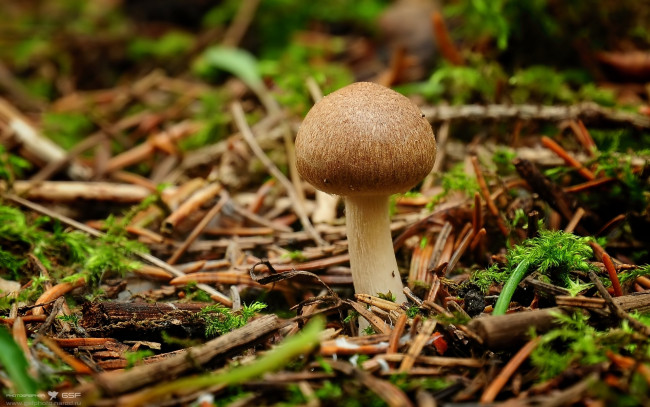 Обои картинки фото природа, грибы, мох, хвоя