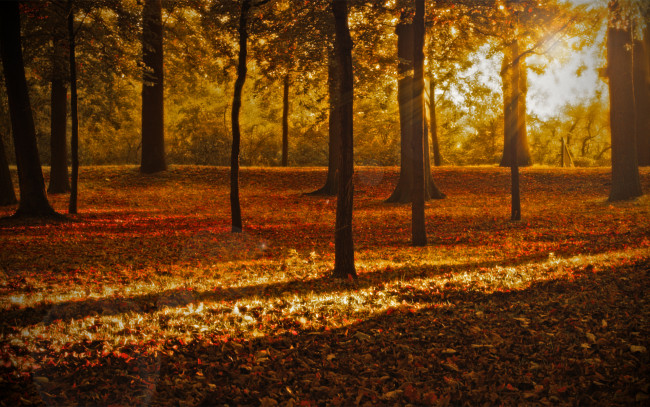 Обои картинки фото природа, лес, лучи, листья, листопад, осень, парк, деревья, листва