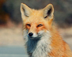Картинка животные лисы рыжая