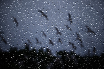 Картинка разное капли брызги всплески окно дождь стекло ночь