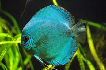 Картинка животные рыбы голубой плоский плавники