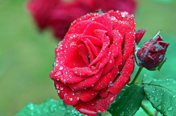 Картинка цветы розы красный капли бутон