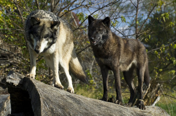 Картинка животные волки хищники