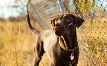 Картинка животные собаки собака взгляд друг забор