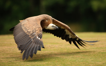 Картинка животные птицы хищники гриф полет крылья