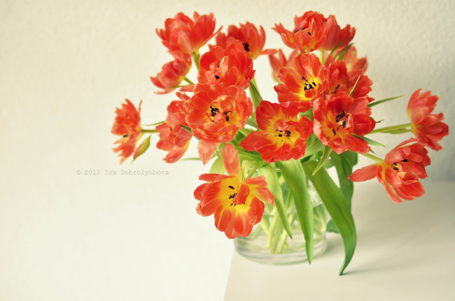 Обои картинки фото цветы, тюльпаны, букет, оранжевый, ваза