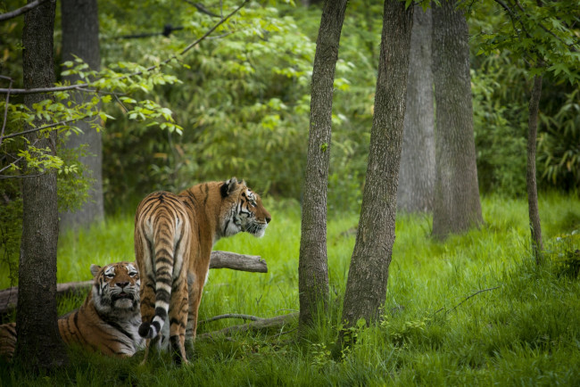 Обои картинки фото животные, тигры, лес, полосатый