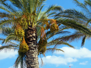 Картинка природа плоды финики пальма