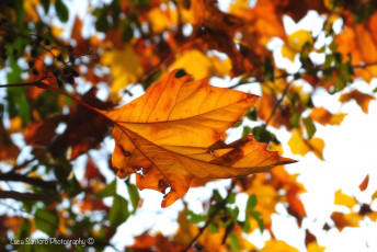 Картинка природа листья желтый лист осень