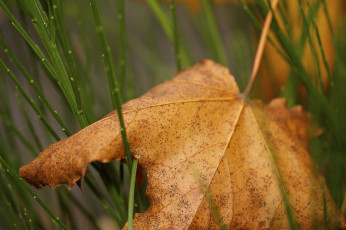 Картинка природа листья трава лист осень