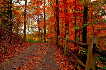 Картинка природа дороги fall осень leaves colorful road autumn деревья листья trees park forest парк walk colors path
