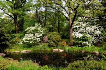 Картинка belmont new york природа парк деревья сад цветы клумбы ботанический