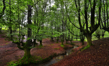 Картинка природа лес ручей стволы