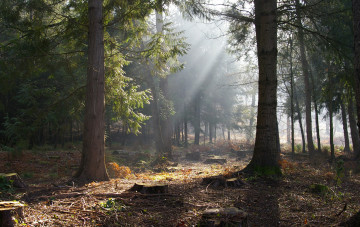 Картинка природа лес пни лучи солнца деревья
