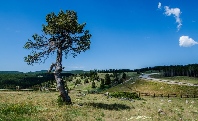 Обои картинки фото природа, деревья, поле, лес, дорога, трава, дерево, изгородь