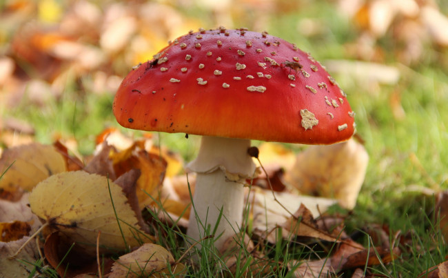 Обои картинки фото природа, грибы, мухомор, осень, лес, трава
