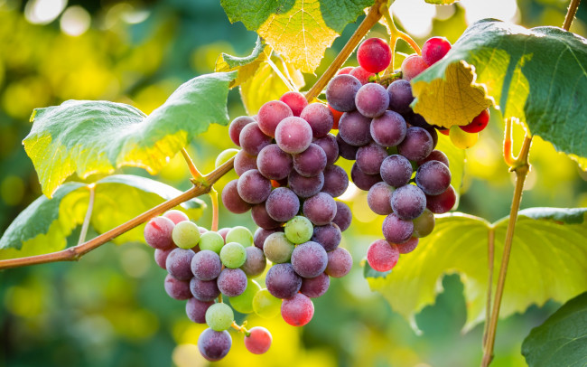 Обои картинки фото природа, Ягоды, виноград, виноградник, лоза, кисти, листья