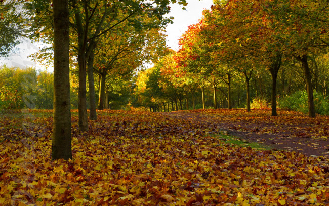 Обои картинки фото природа, деревья, аллея, листья, осень
