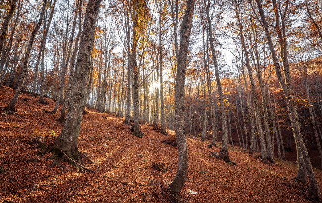 Обои картинки фото природа, лес, листва, свет, осины, осень