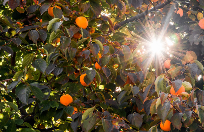 Обои картинки фото природа, плоды, ветки, дерево, лучи, солнце, мандарины, листва