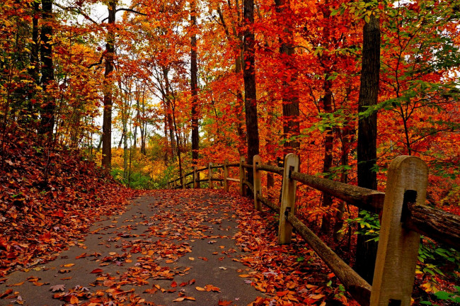 Обои картинки фото природа, дороги, fall, осень, leaves, colorful, road, autumn, деревья, листья, trees, park, forest, парк, walk, colors, path